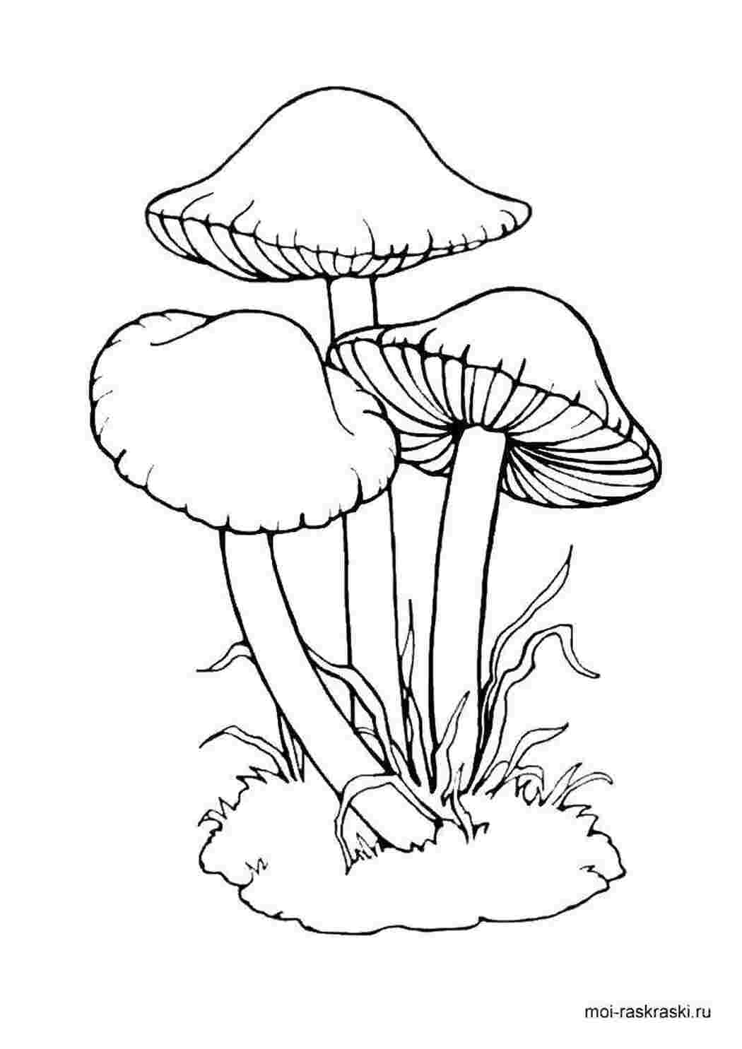 Раскраска Грибы