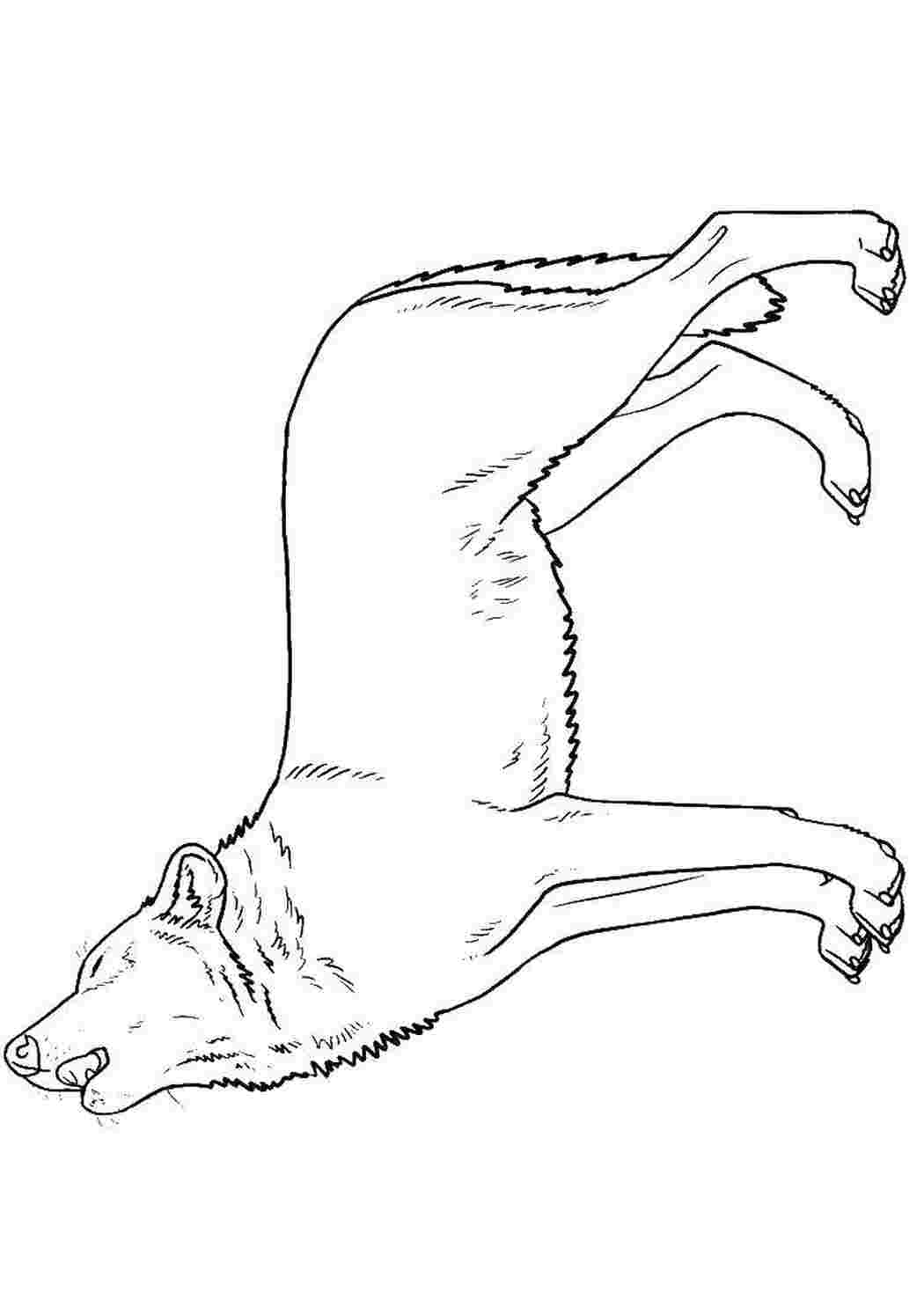 Раскраска Волк