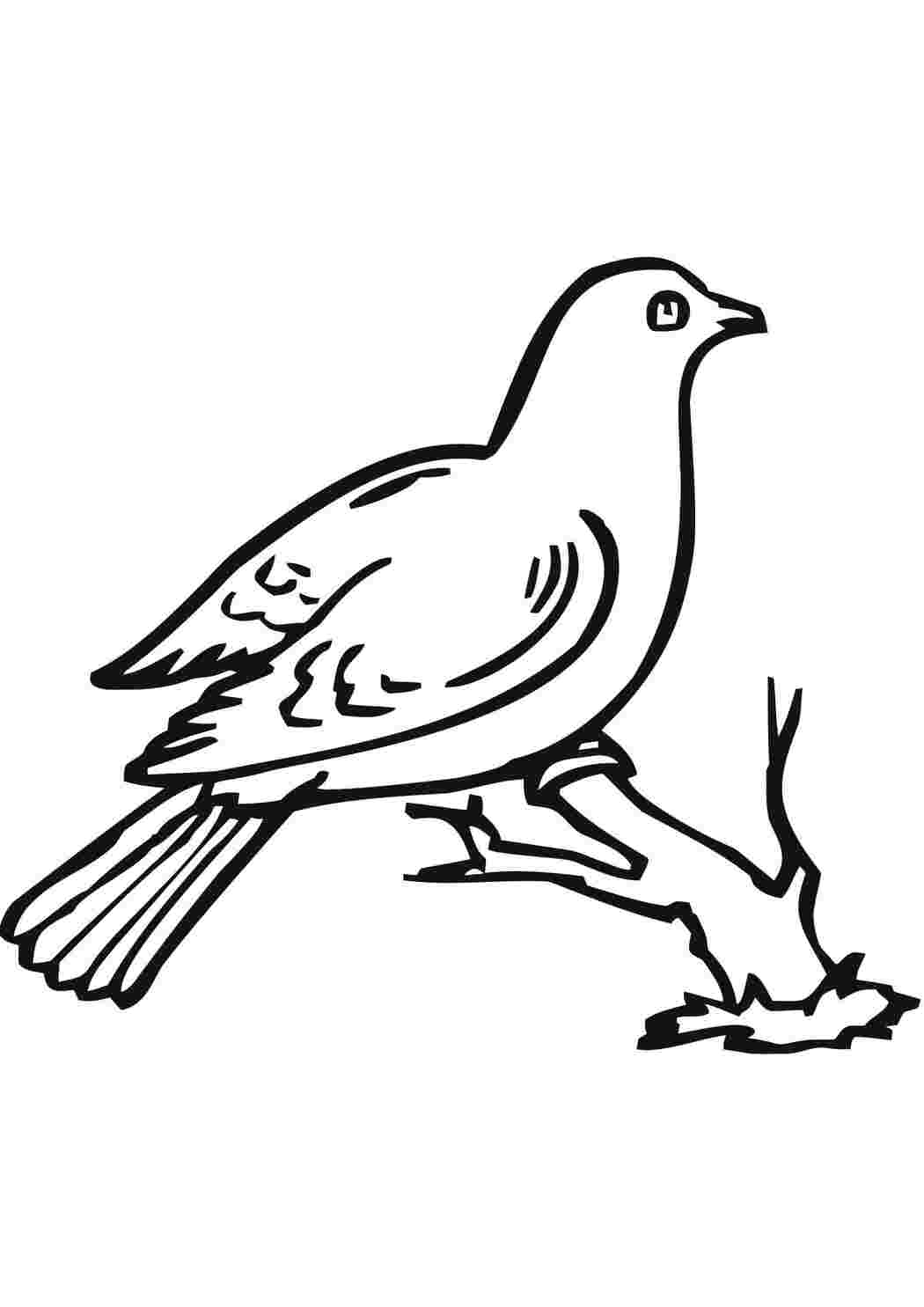 Раскраска Голубь на ветке