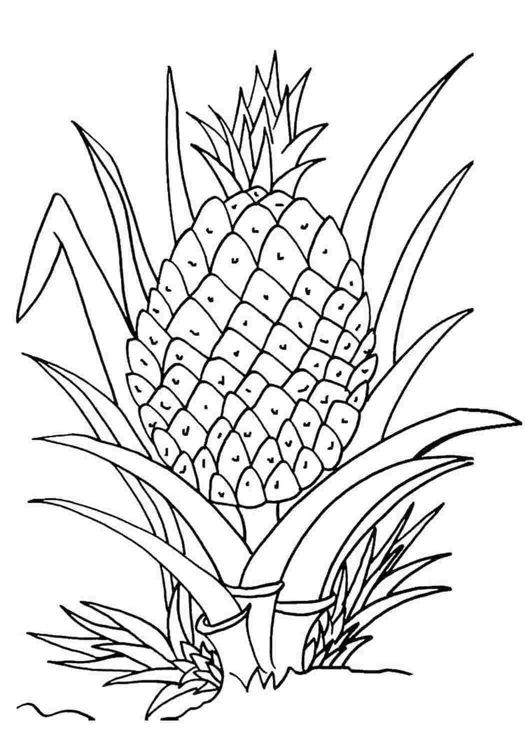 Раскраска Ананас