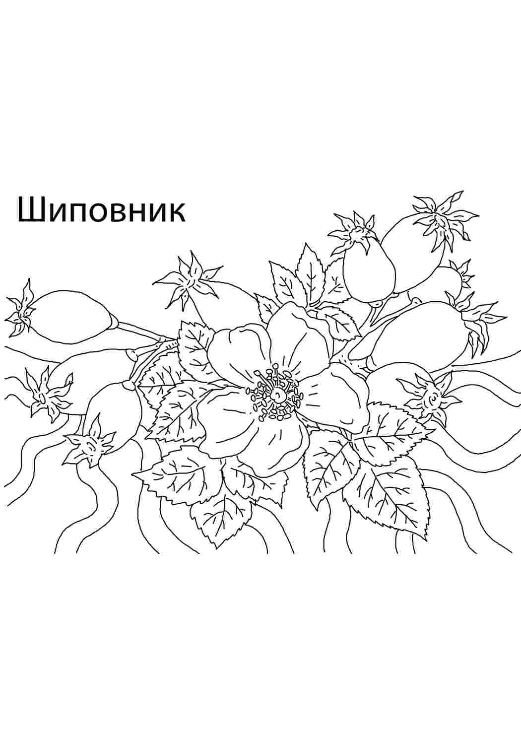 Раскраска Шиповник