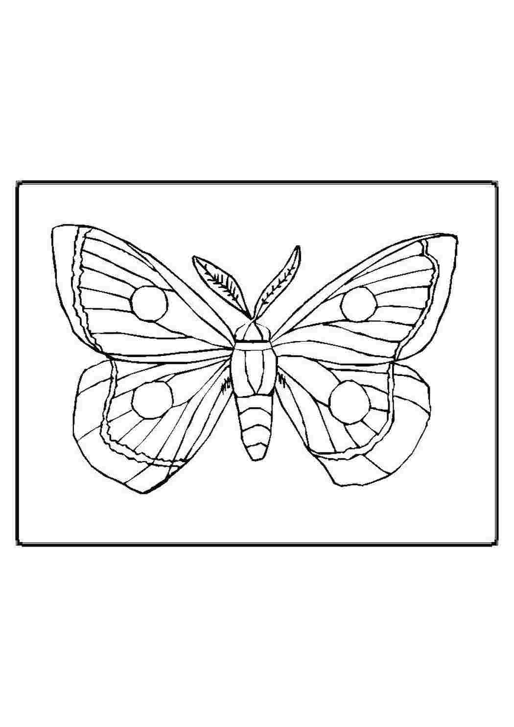 Раскраска Бабочка
