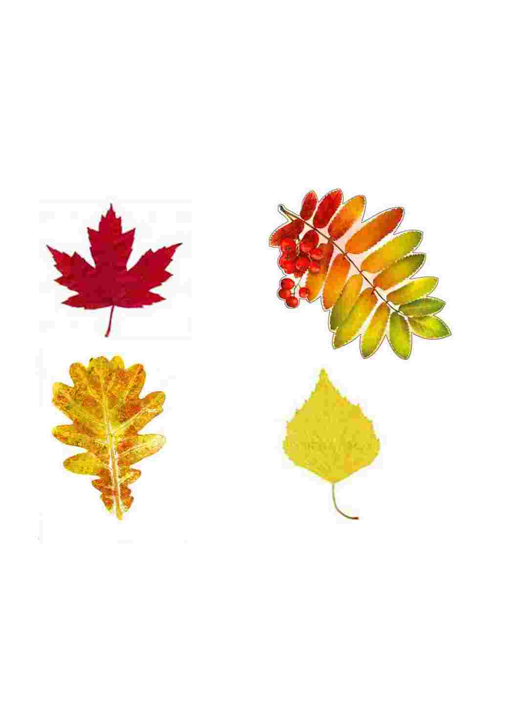 Раскраска назови одним словом для детей