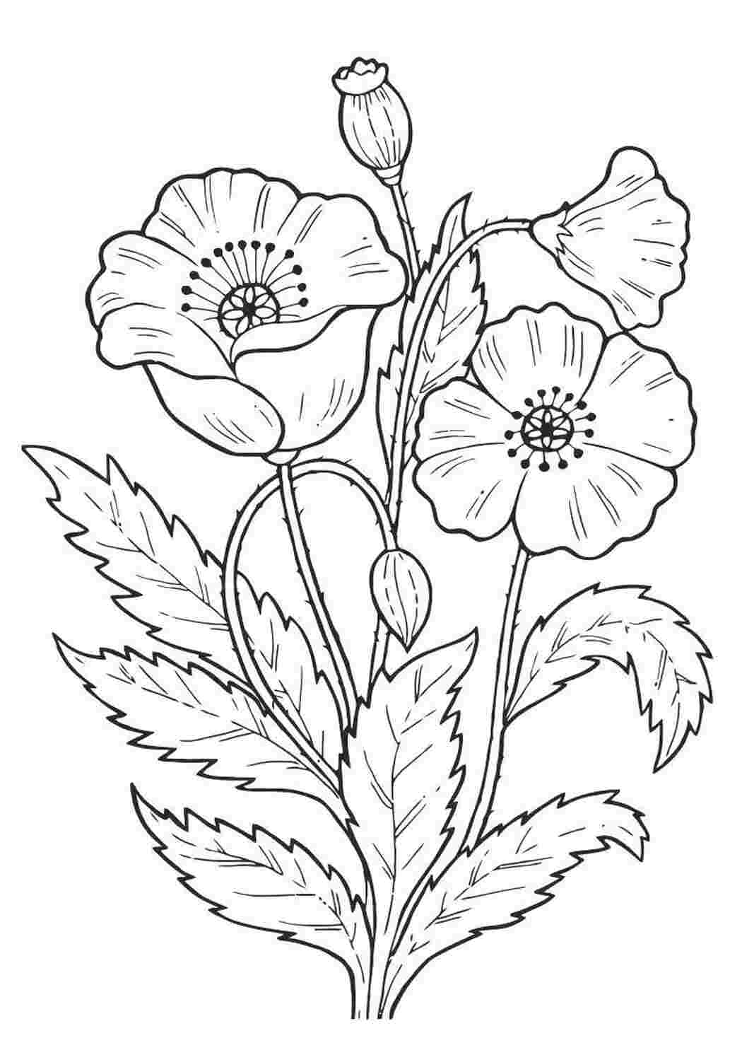 Раскраска Маки