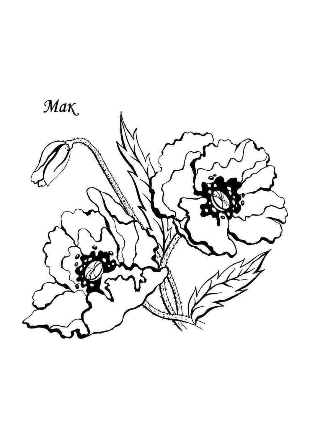 Раскраска Мак