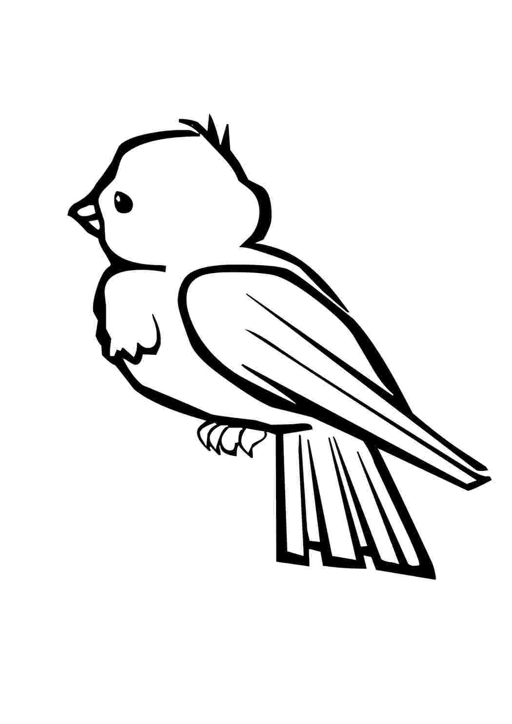 Раскраска Птица