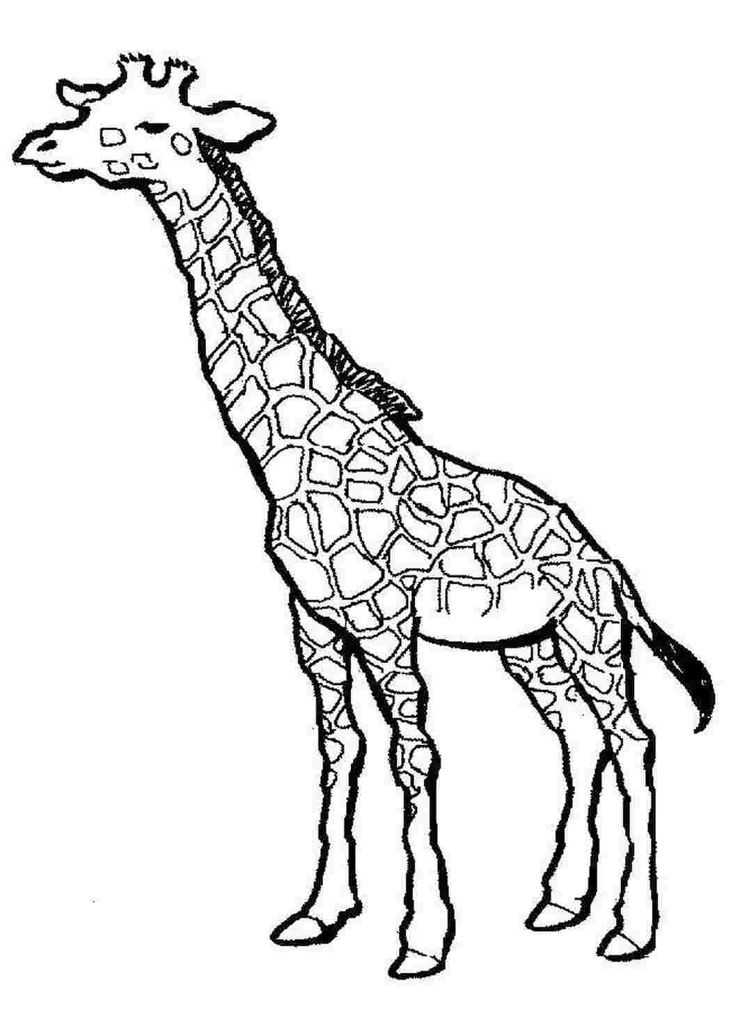 Раскраска Жираф