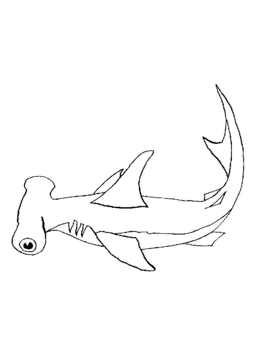 Раскраска Акула-молот, скачать или распечатать раскраску распечатать скачать