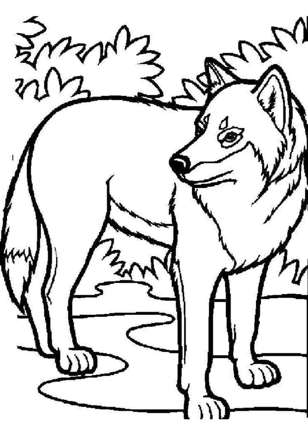 Раскраска Волк