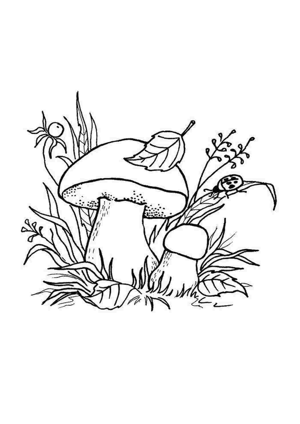 Раскраска Грибы