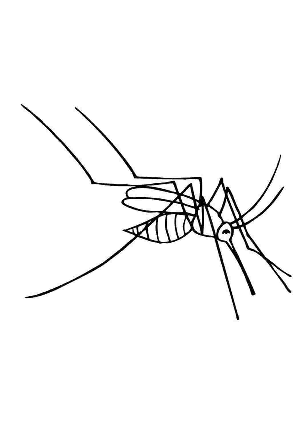 Раскраска Комарик