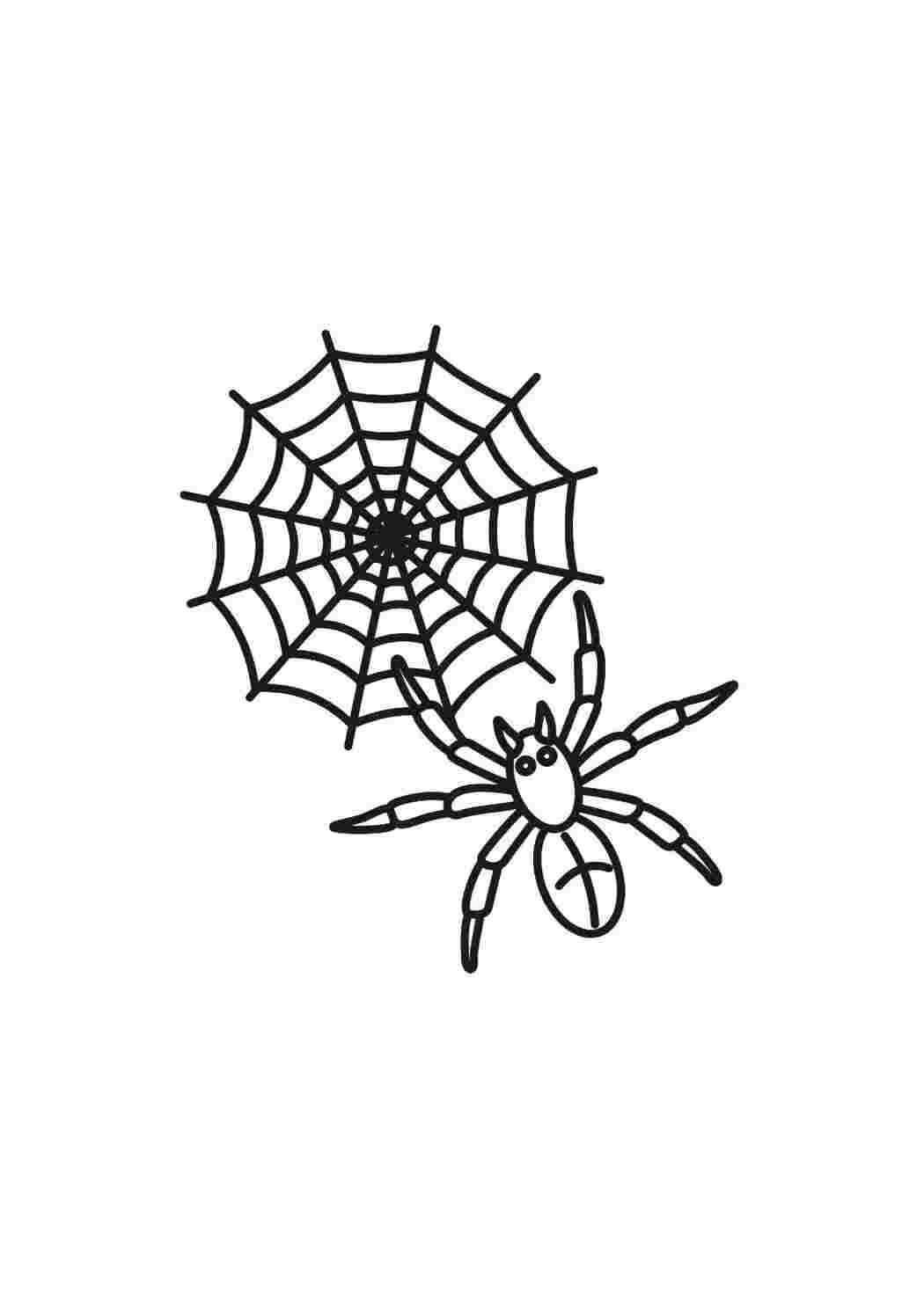 Раскраска паук около паутины