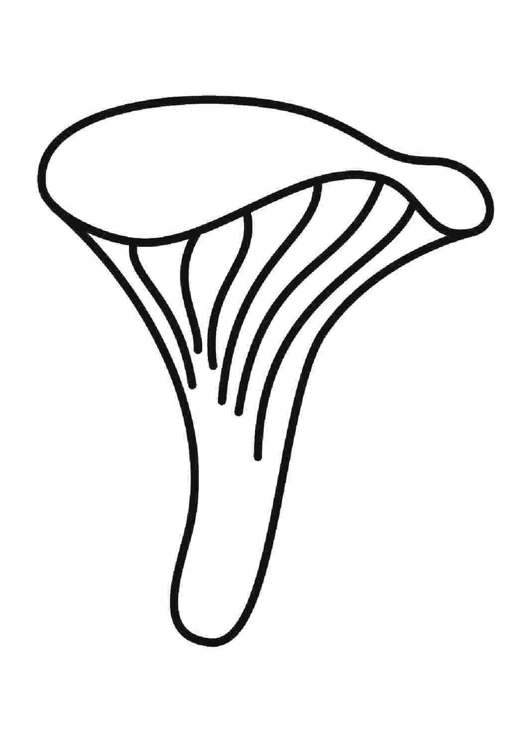 Раскраска Грибы