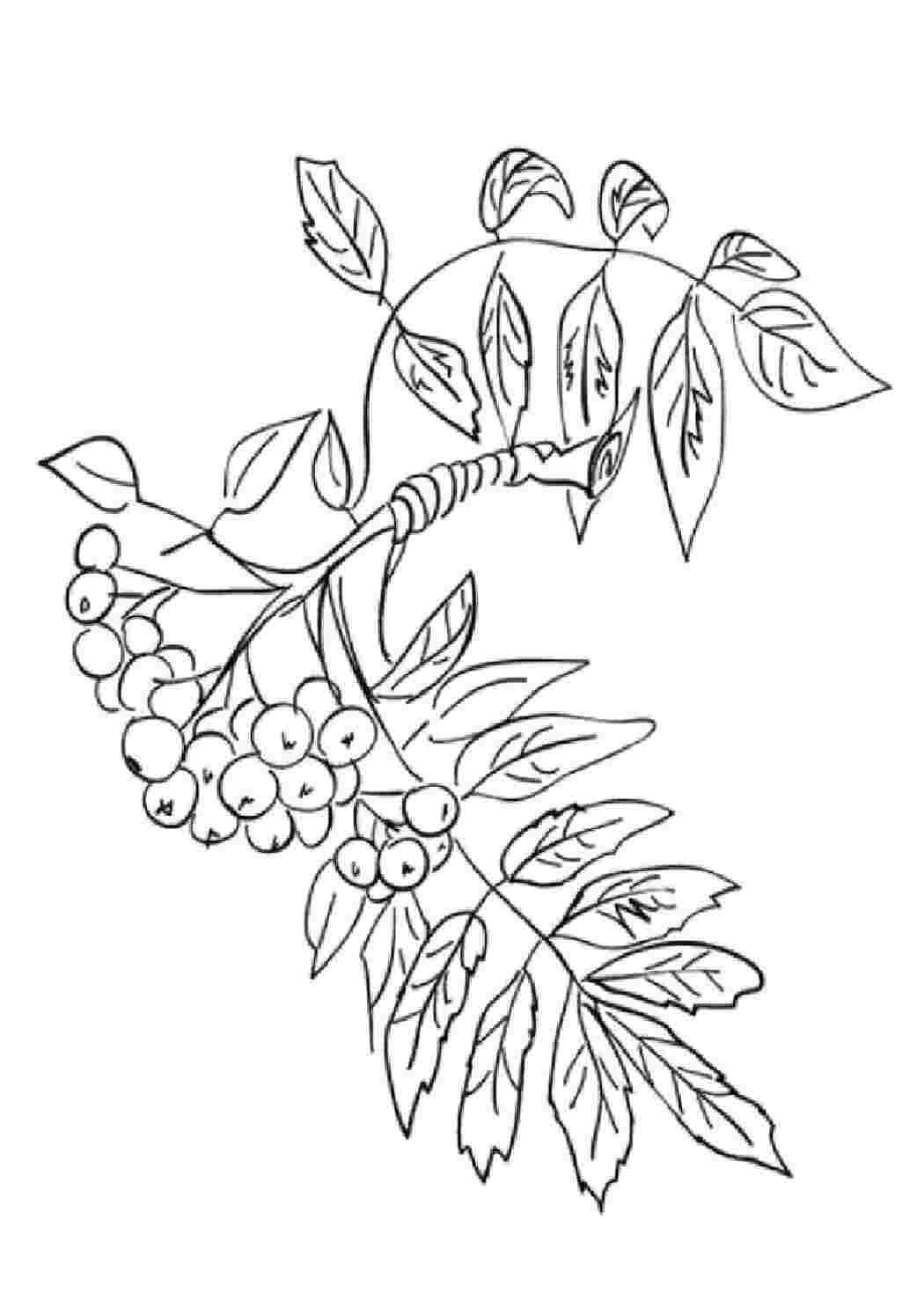 Раскраска Рябина