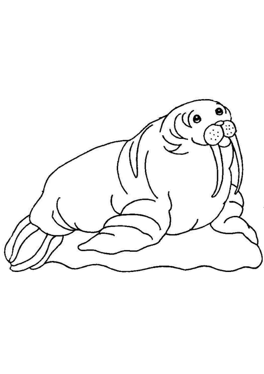 Атлантический морж раскраска