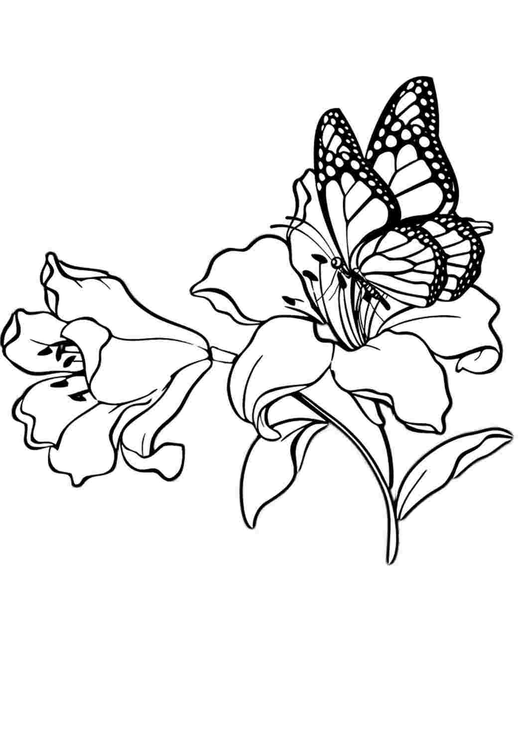 Черно белые картинки цветы и бабочки