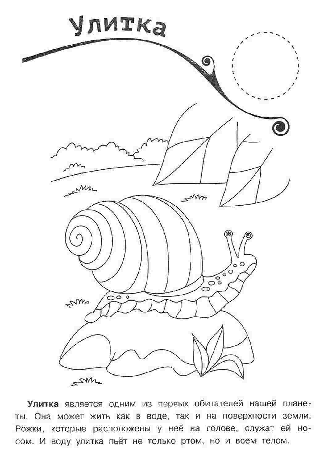 Раскраска Улитка