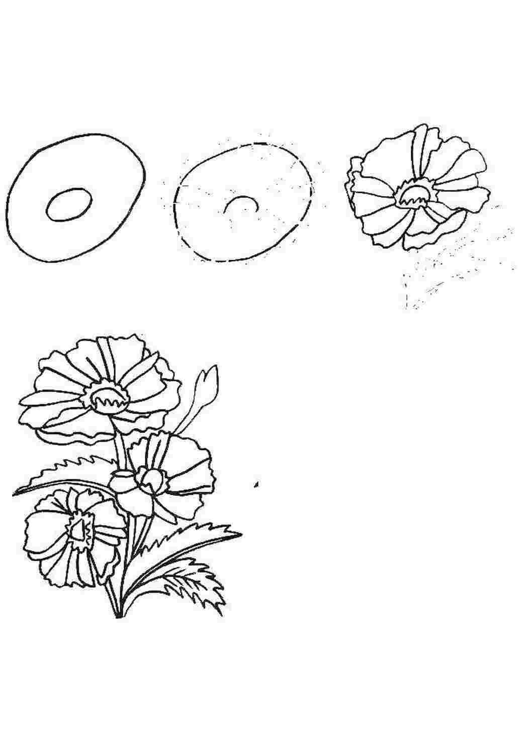 Рисунки цветов схема. Схемы рисования цветов для детей. Поэтапное рисование цветов и растений. Цветок схема рисунок. Цветы рисунок поэтапно.