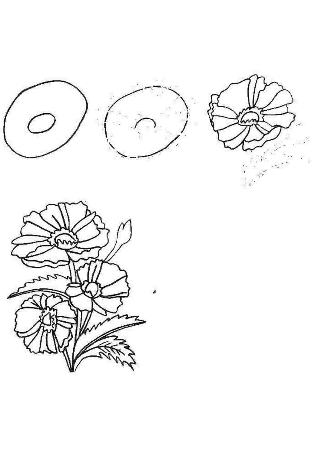 Поэтапное рисование цветов и растений