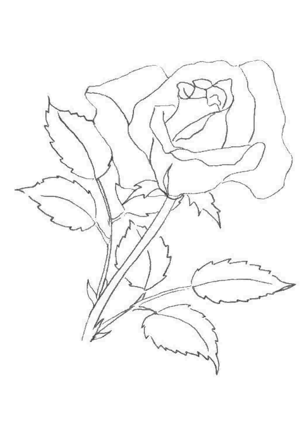 Разукрашенная роза карандашом
