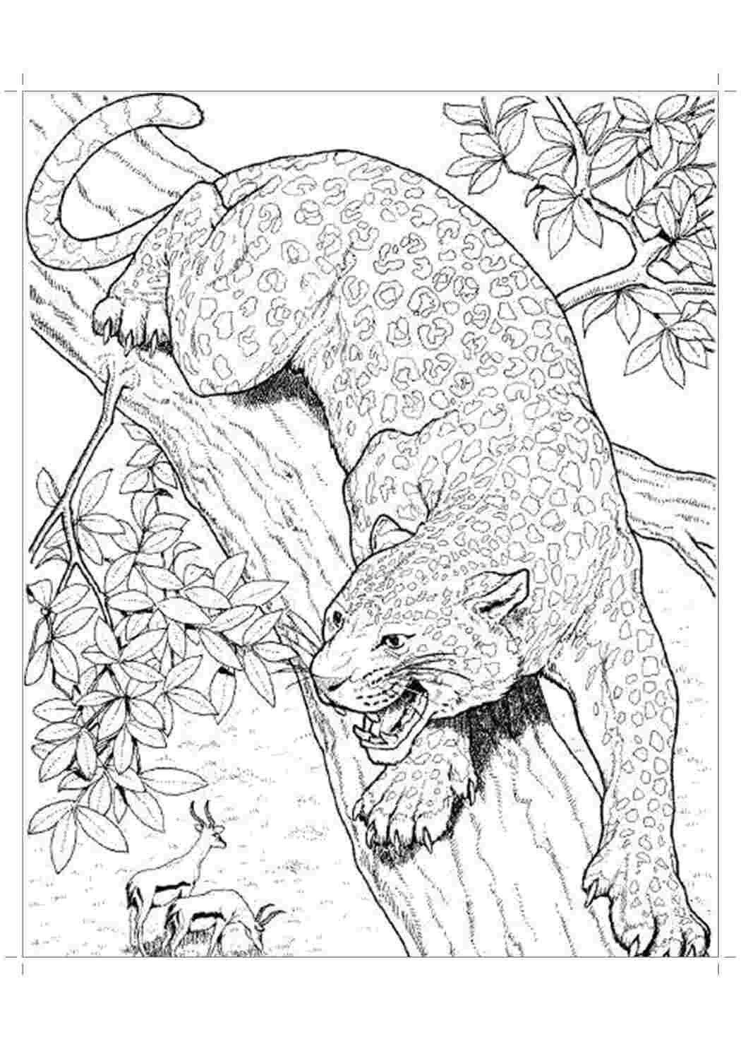 Раскраска Гепард на ветке