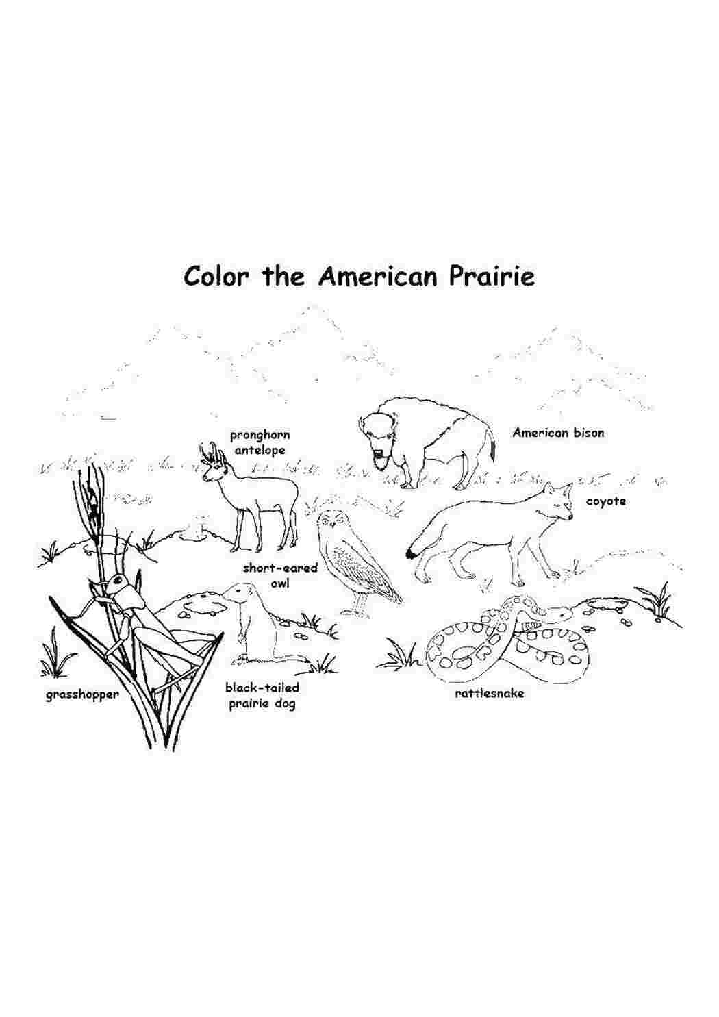 Раскраска Животные