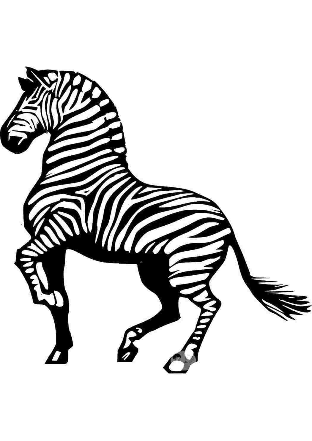 Раскраска Полосатая зебра
