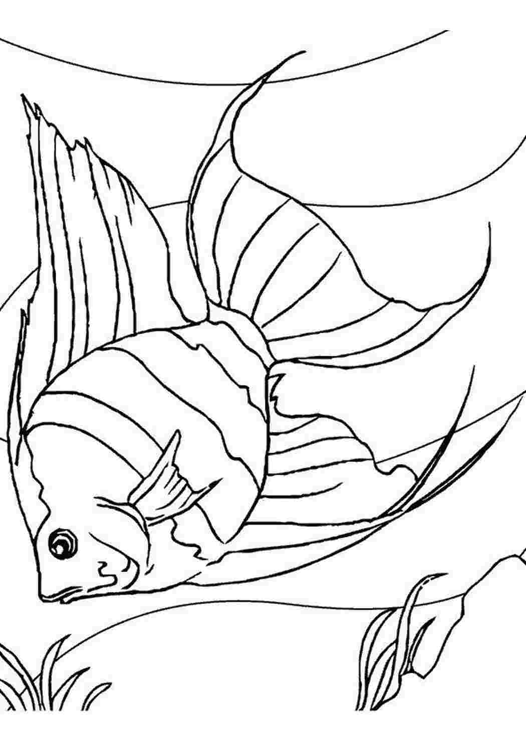 Раскраска Чудесная рыба