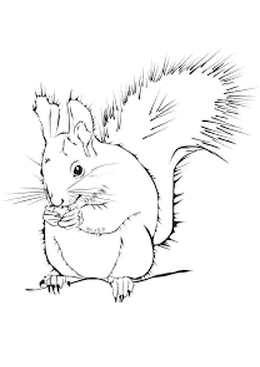Раскраска Белка