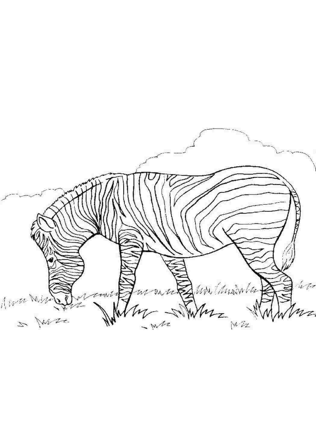 Раскраска Полосатая зебра