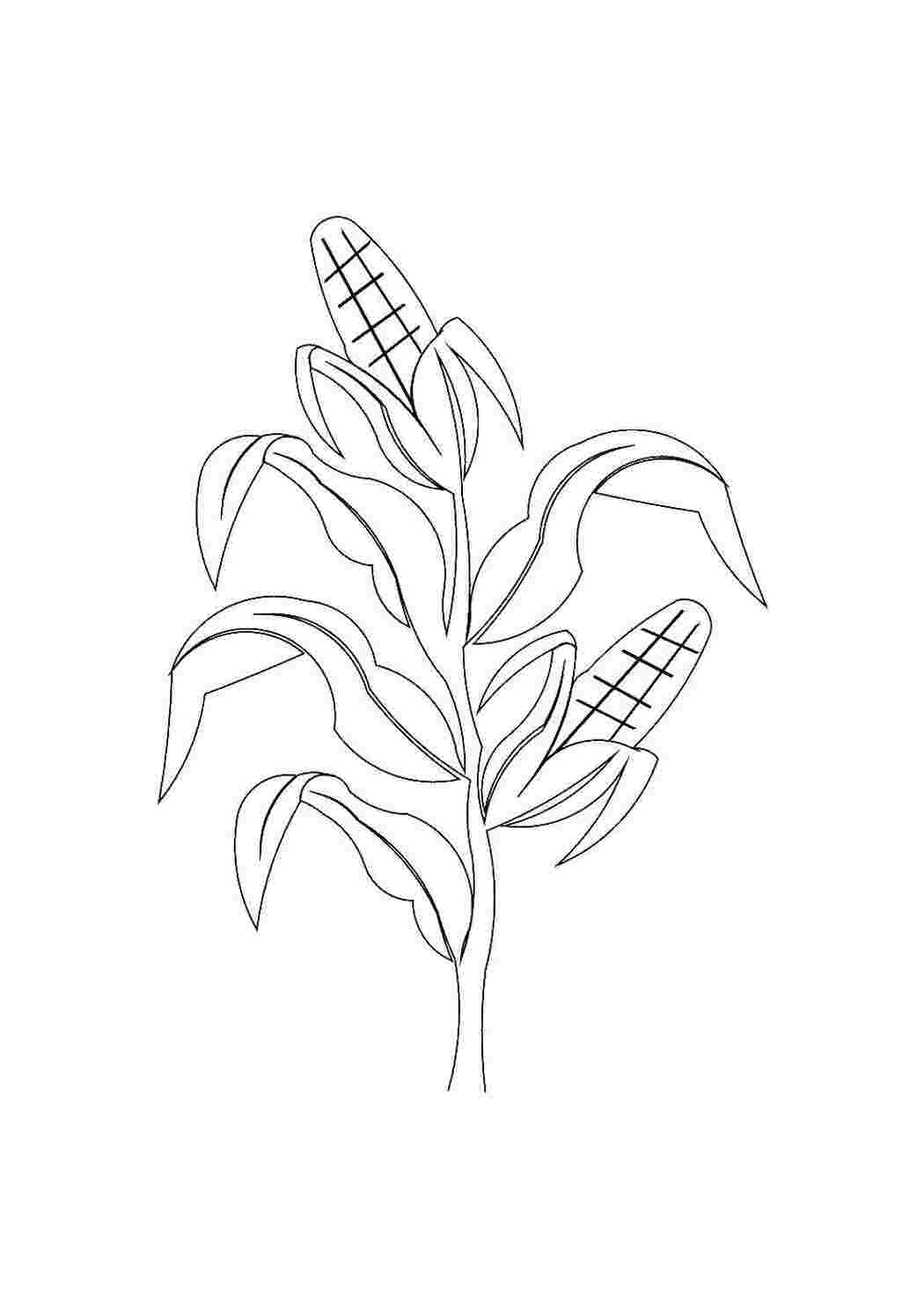 Раскраска Кукуруза