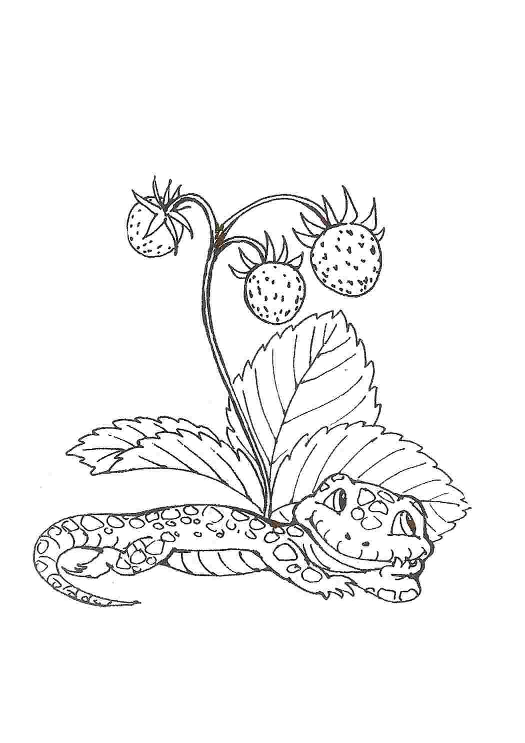 Раскраска ящерица