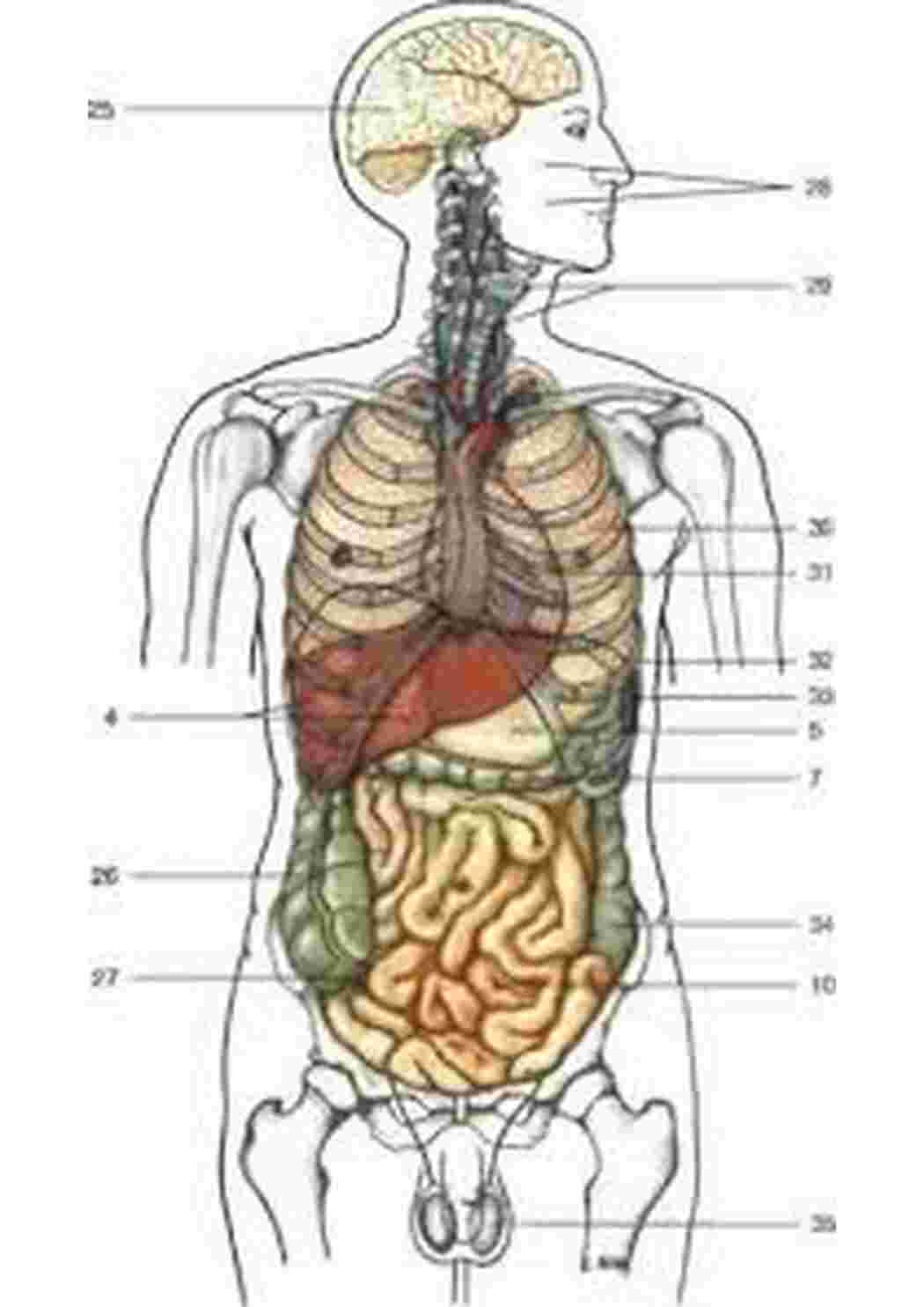 строение человека внутренние органы фото