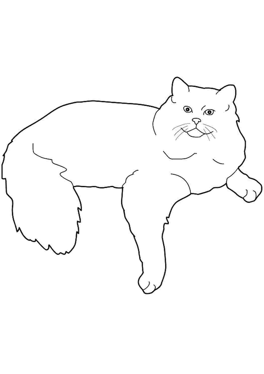 Контур скопировать. Кошка рисунок. Раскраска кот. Трафарет котика для рисования. Кот рисунок раскраска.