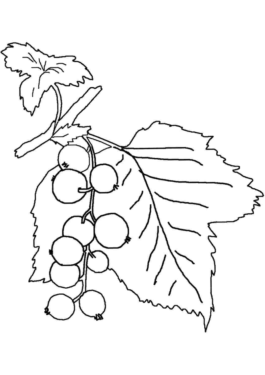 Раскраска Смородина