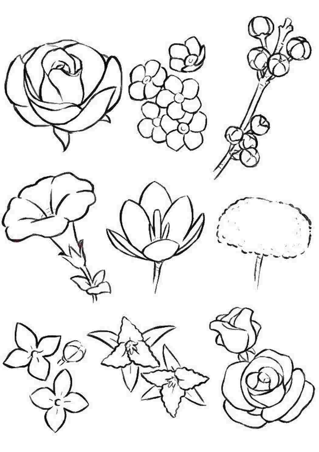 Раскраска Разные цветы