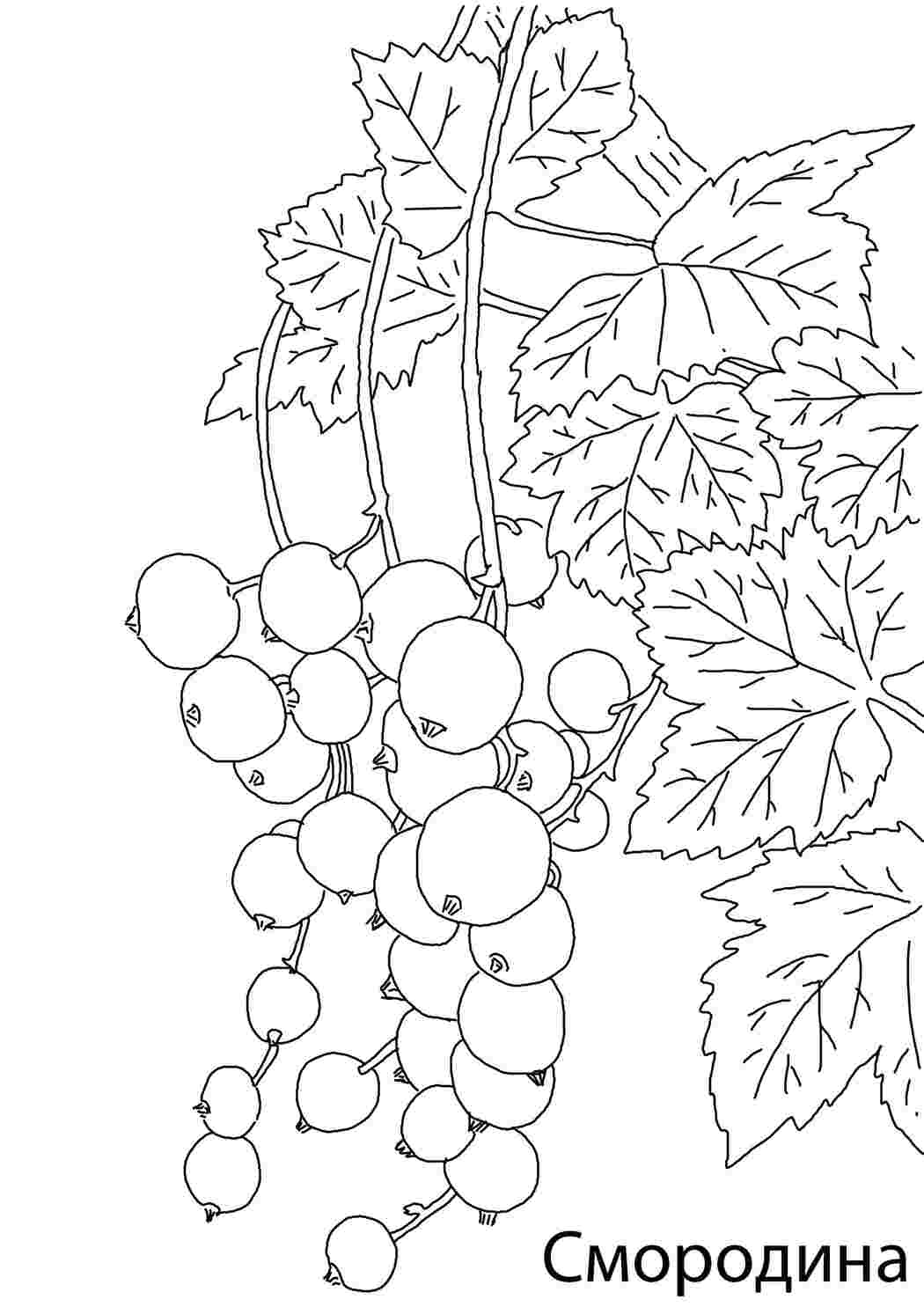 Раскраска Смородинка