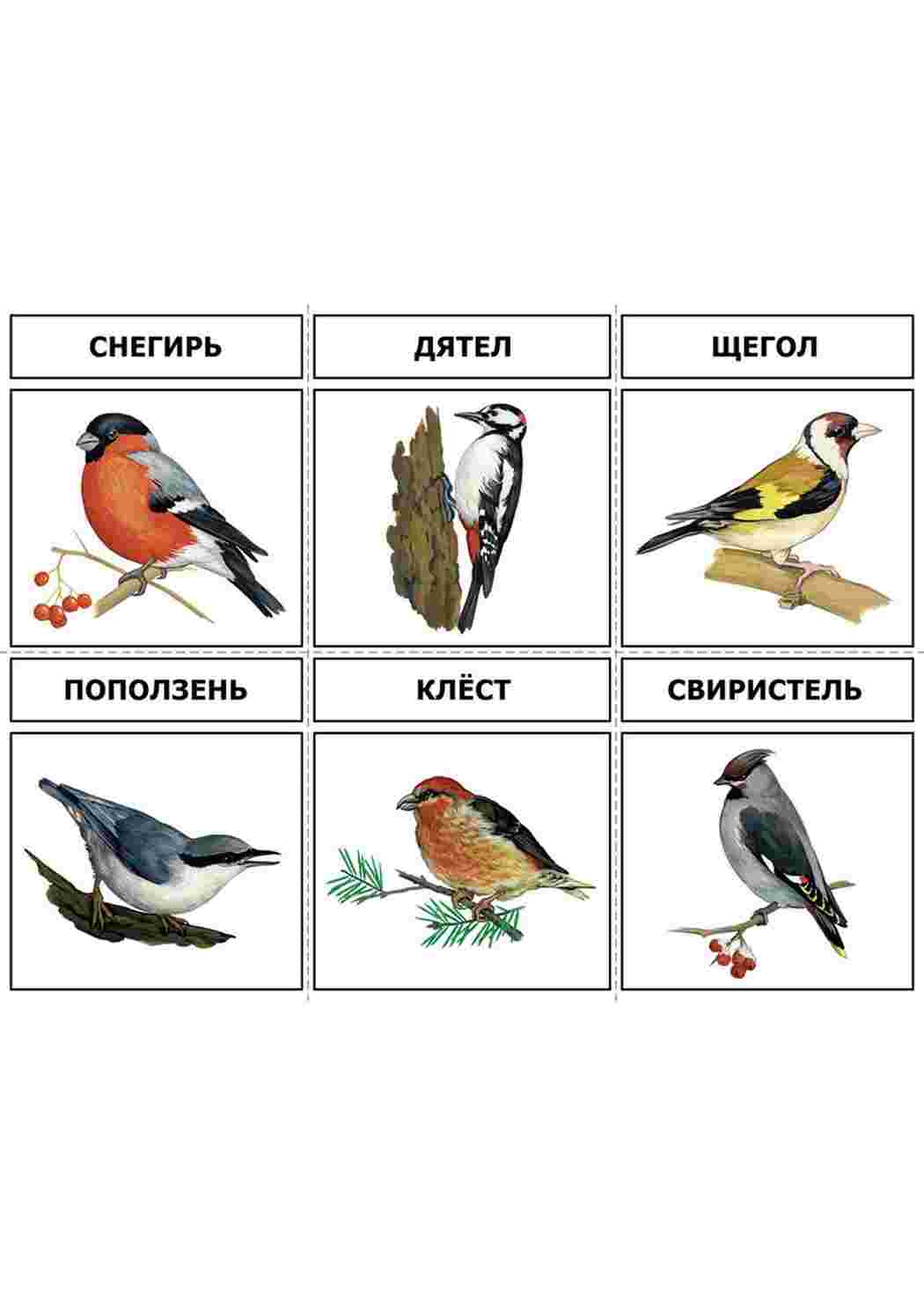 Раскраска карточка диких птиц 