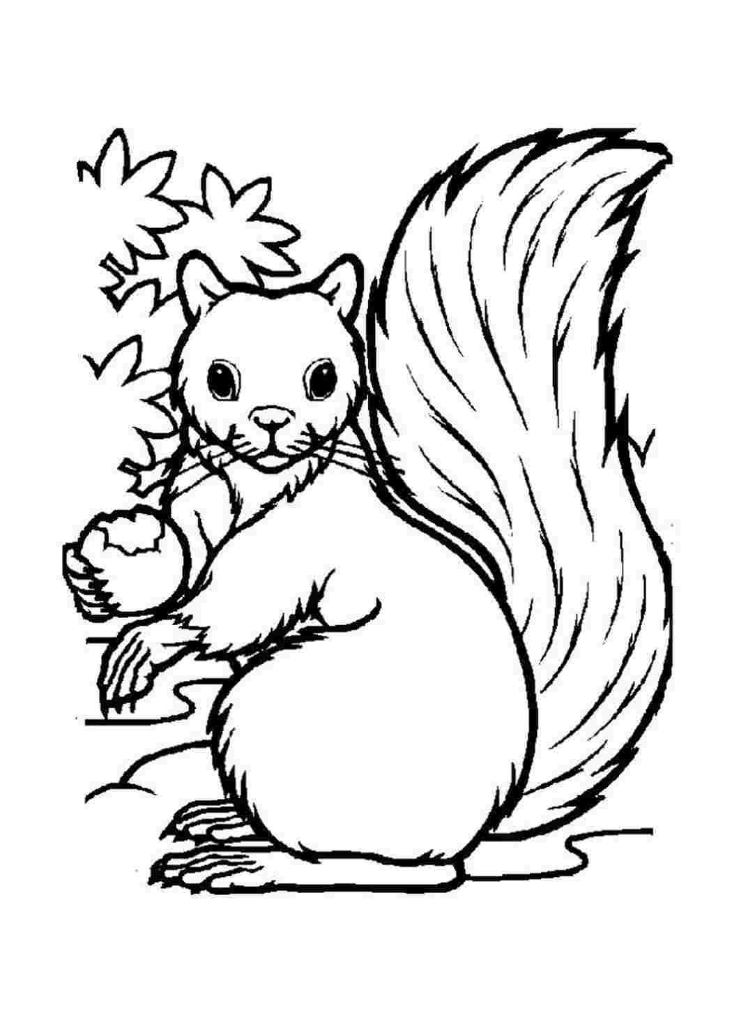 Раскраска Белка