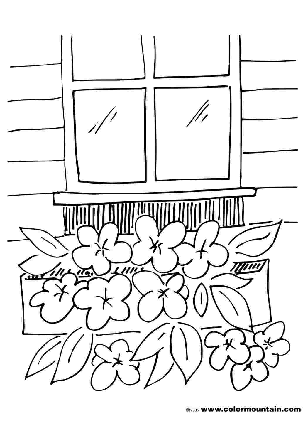 Раскраска Цветы