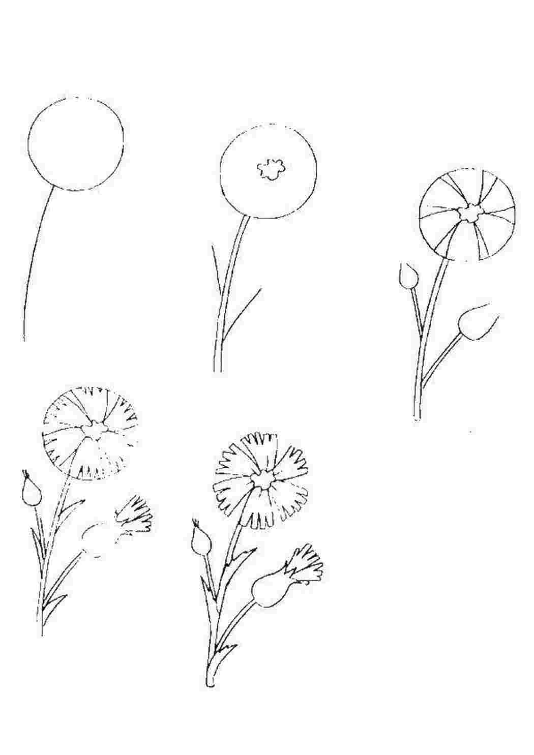 Рисование мать и мачеха. Цветы для рисования детям. Поэтапное рисование цветка. Поэтапное рисование одуванчика. Простые растения для рисования.