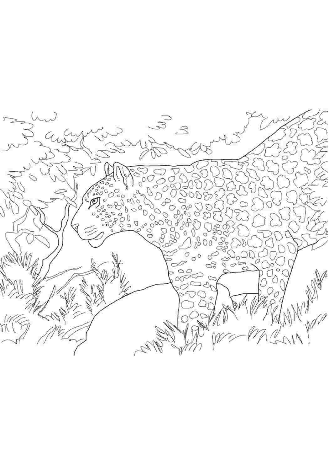 Раскраска леопард охотится