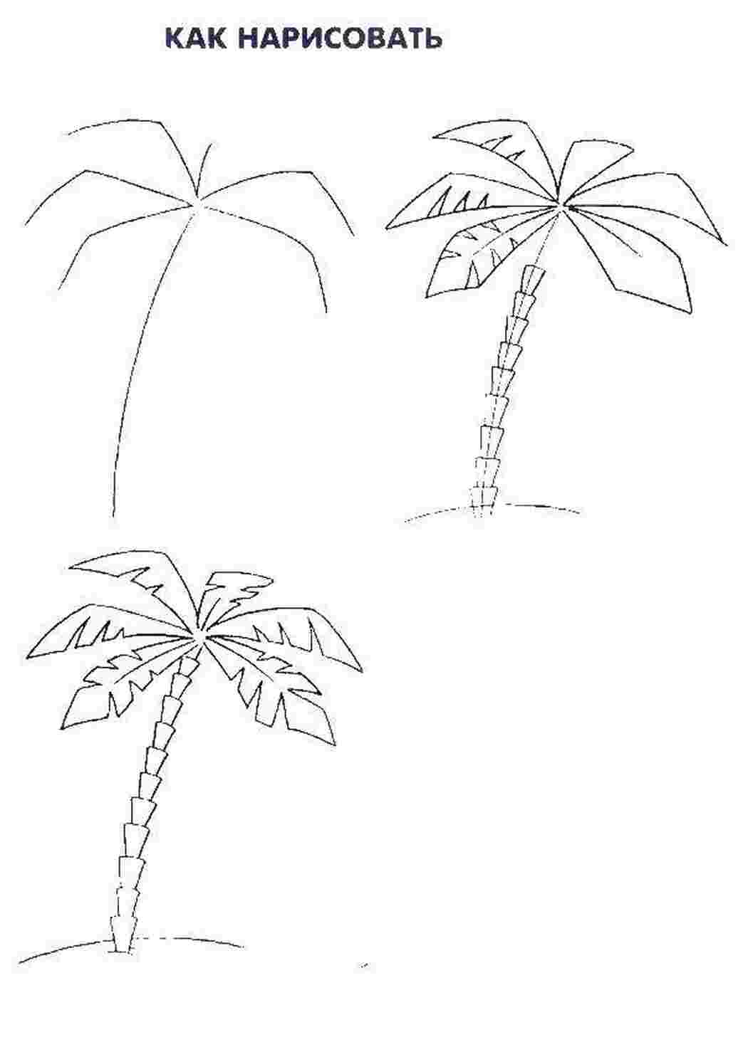 Нарисовать пальму карандашом