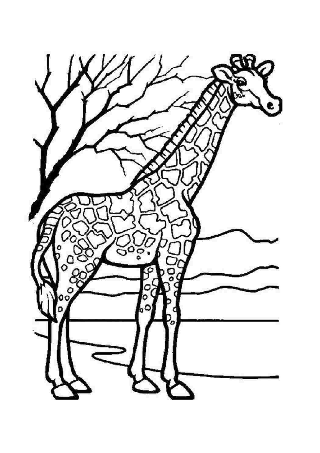 Раскраска Жираф