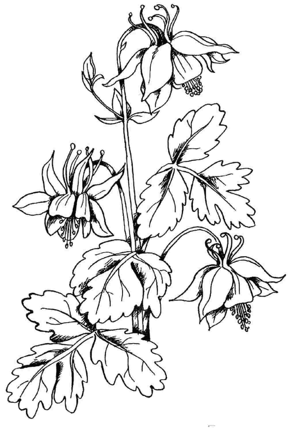 Раскраска Цветочки