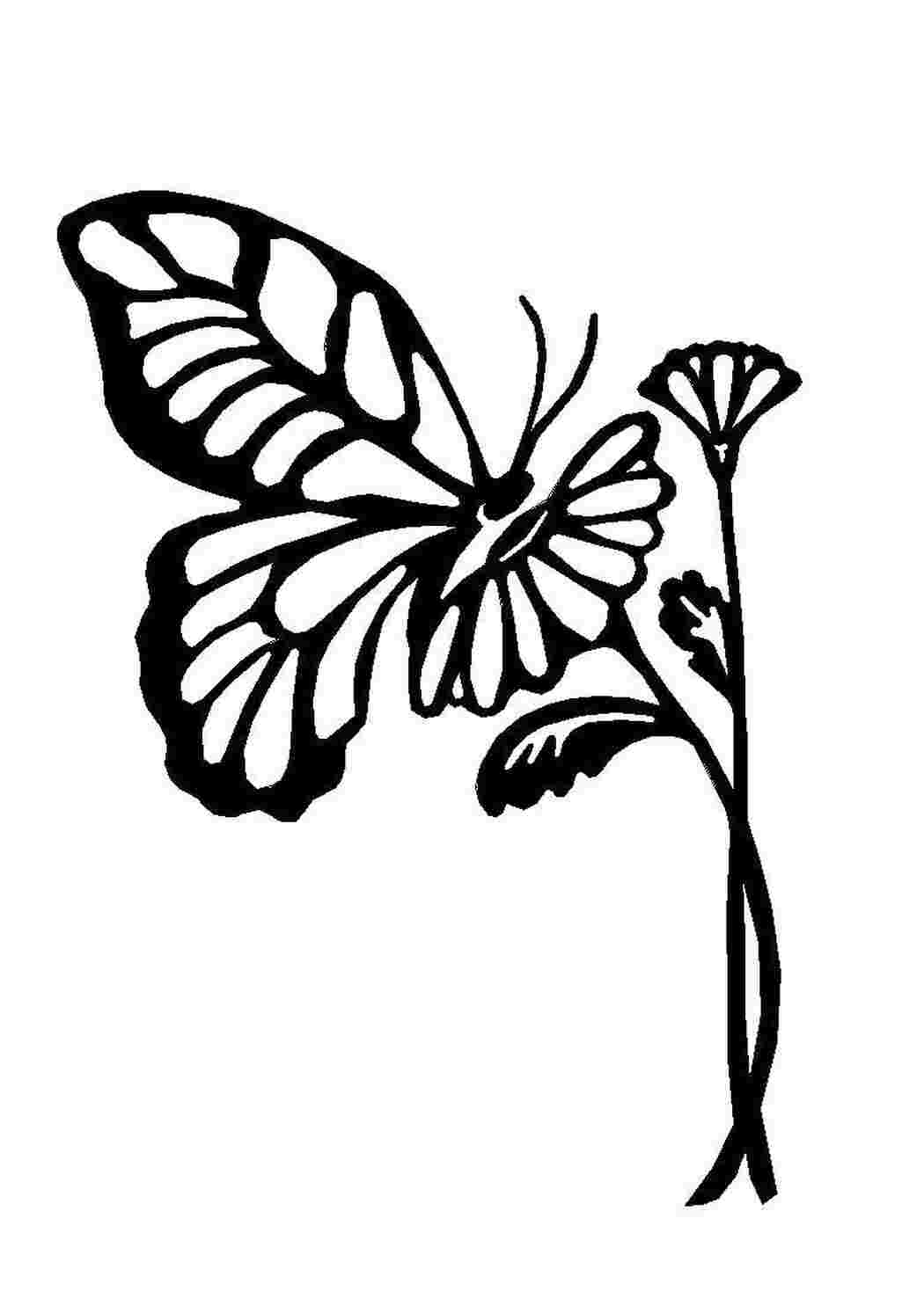Бабочка на цветке трафарет