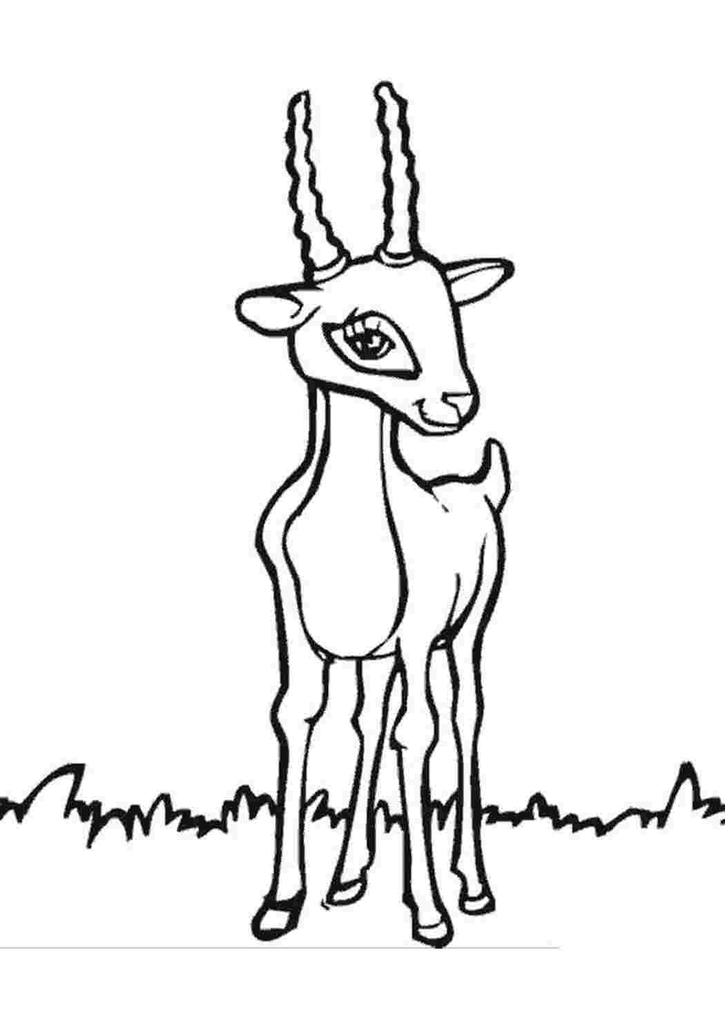 Раскраска Милая антилопа