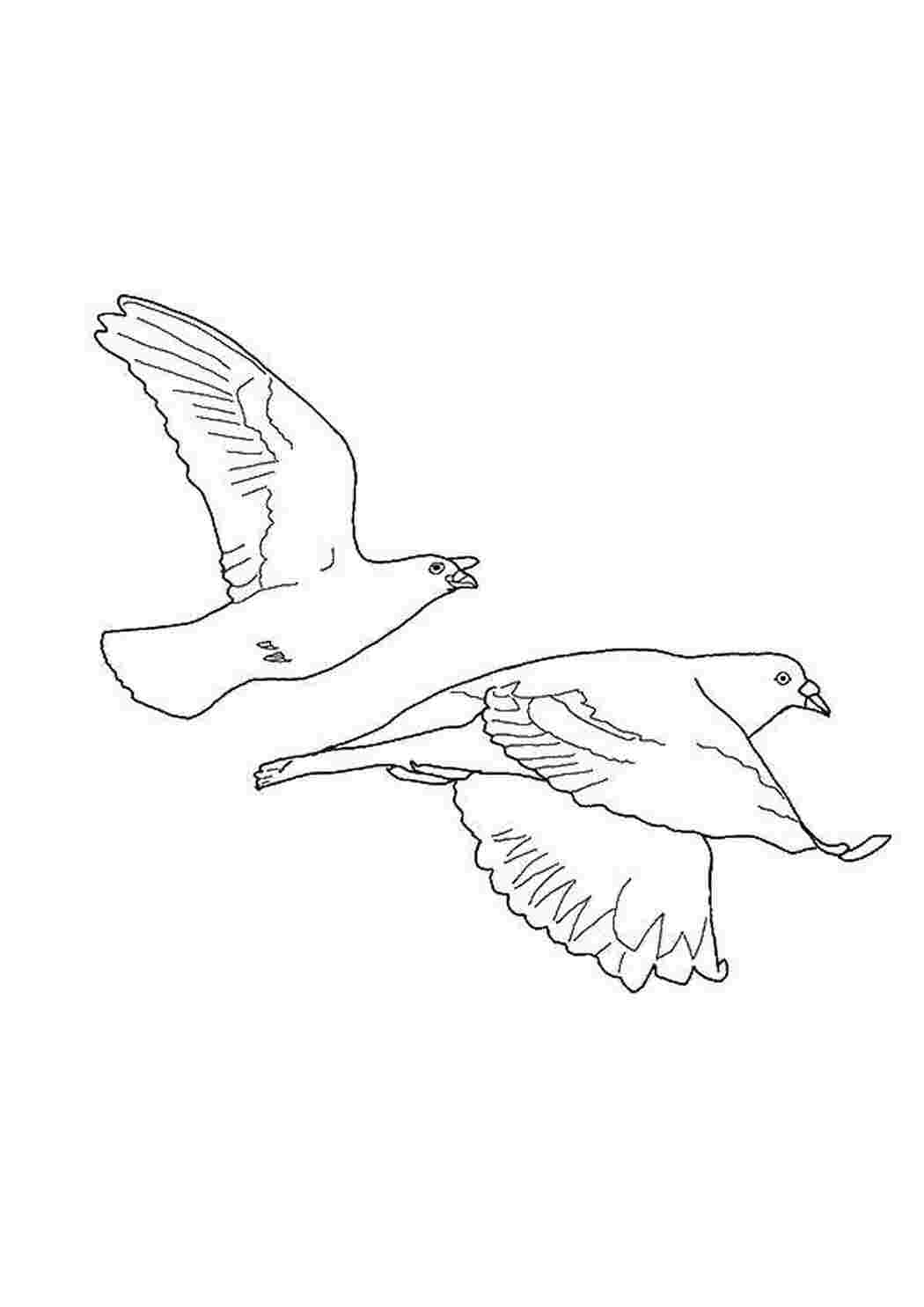 Раскраска Птички