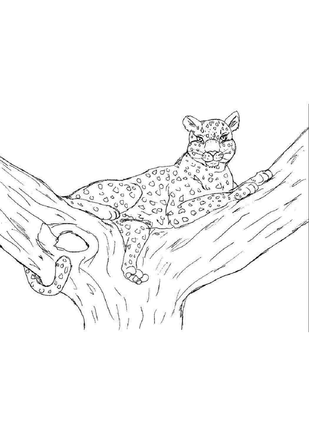 Раскраска Леопард на дереве
