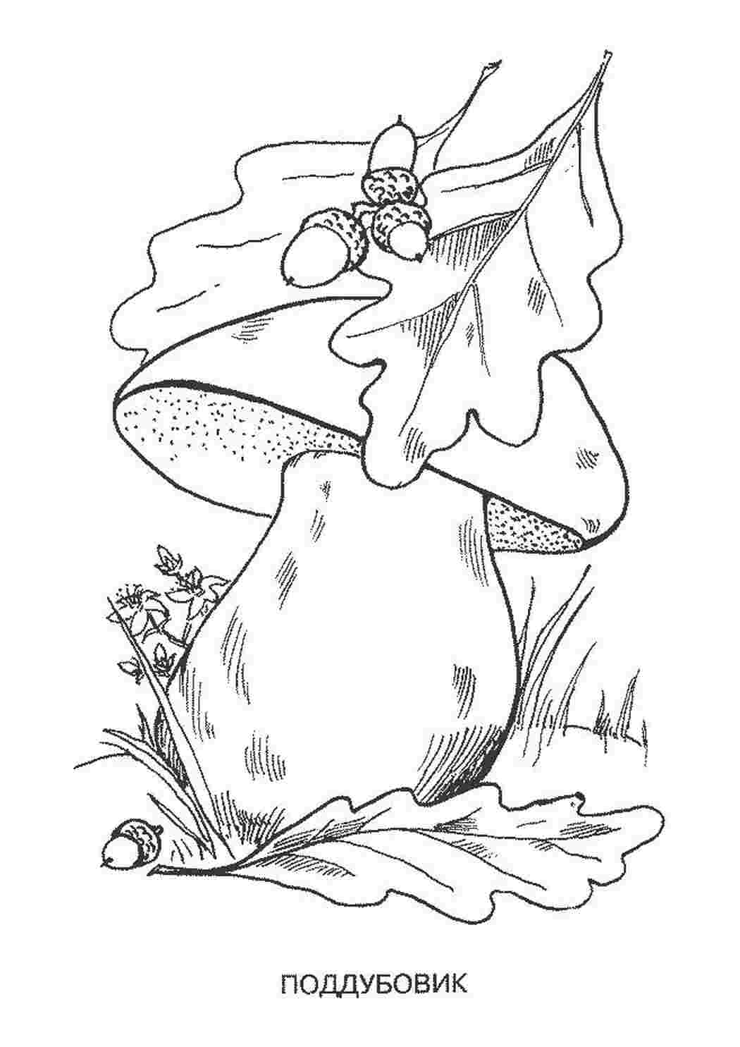 Раскраска Поддубовик